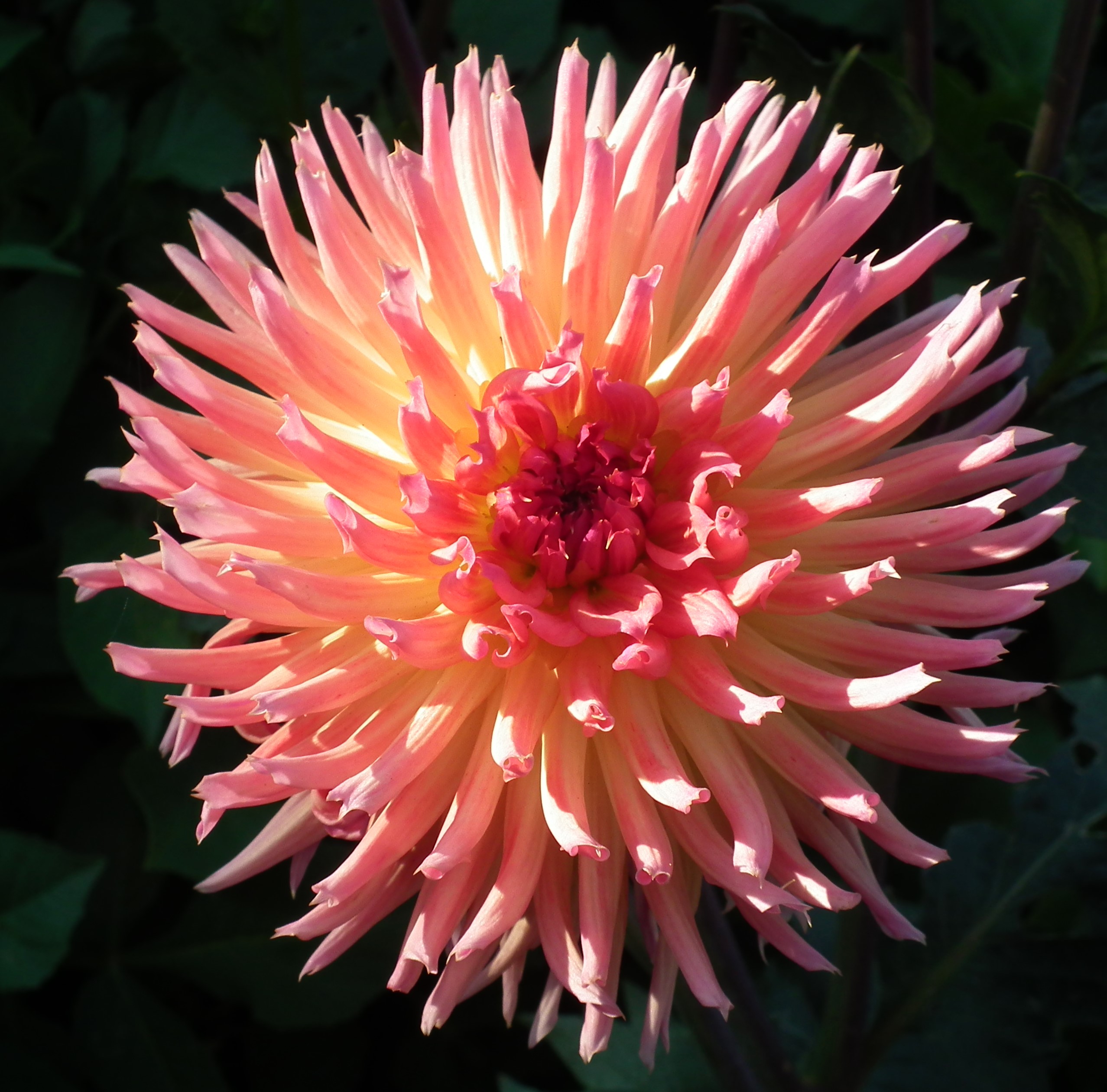 Dahlia Karma Sangria